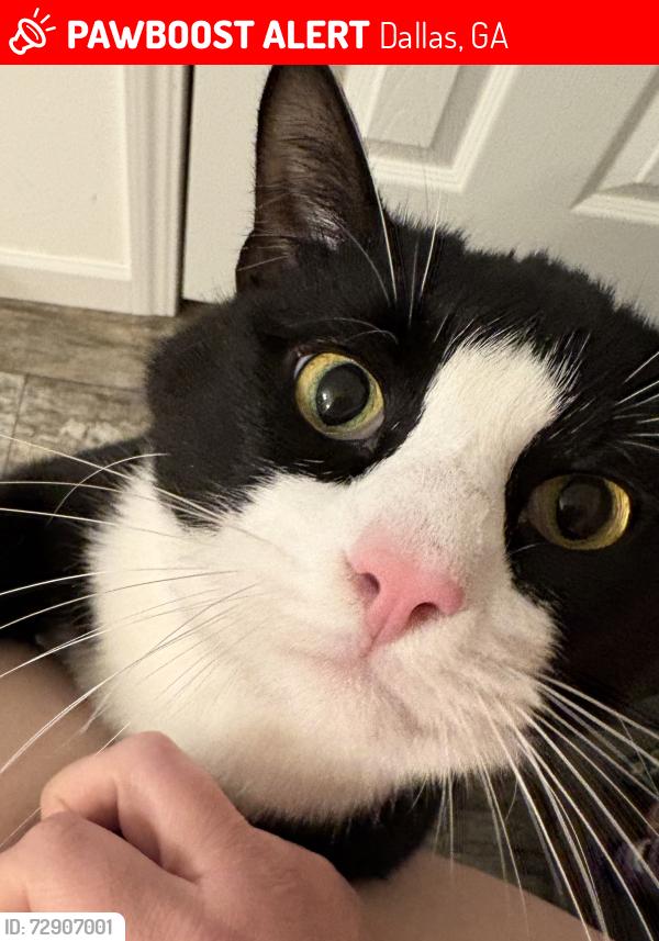 Lost Male Cat last seen Mount tabor church road , Dallas, GA 30157
