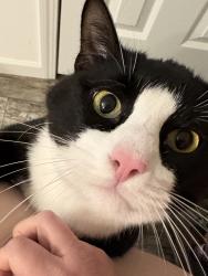 Lost Male Cat last seen Mount tabor church road , Dallas, GA 30157