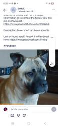 Reunited Male Dog last seen Altgelt , San Antonio, TX 78201