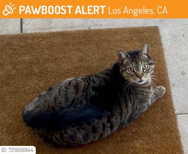 Found/Stray Unknown Cat last seen Shearin Ave & Colorado Blvd, Los Angeles, CA 90041