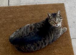 Found/Stray Unknown Cat last seen Shearin Ave & Colorado Blvd, Los Angeles, CA 90041
