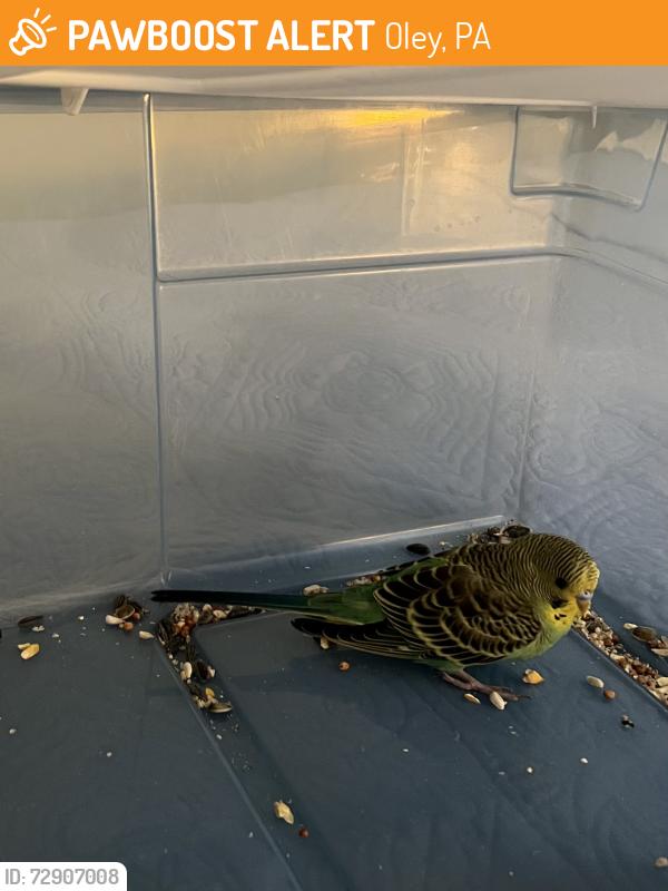Found/Stray Unknown Bird last seen Charmingdale, Oley, PA 19547