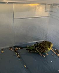 Found/Stray Unknown Bird last seen Charmingdale, Oley, PA 19547