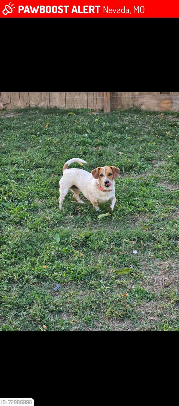 Lost Female Dog last seen Arch/Sycamore street heading towards McDonald's , Nevada, MO 64772