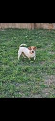 Lost Female Dog last seen Arch/Sycamore street heading towards McDonald's , Nevada, MO 64772