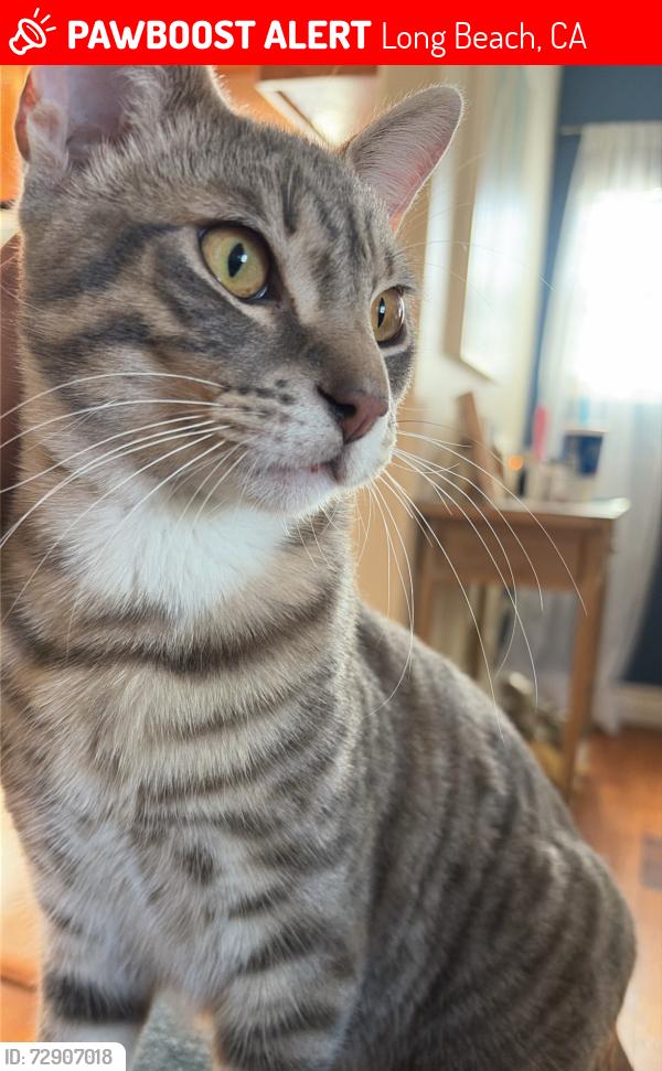 Lost Male Cat last seen Myrtle and 71st, Long Beach, CA 90805