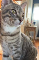Lost Male Cat last seen Myrtle and 71st, Long Beach, CA 90805