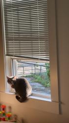 Reunited Unknown Cat last seen South Main St, Griswold, CT 06351