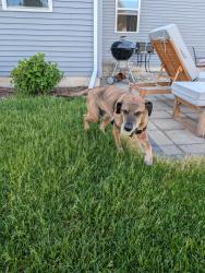 Reunited Male Dog last seen Evoke drive, Fitchburg, WI 53711