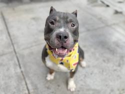 Shelter Stray Male Dog last seen Near Longwood Avenue, BRONX, NY, 10459, New York, NY 10029