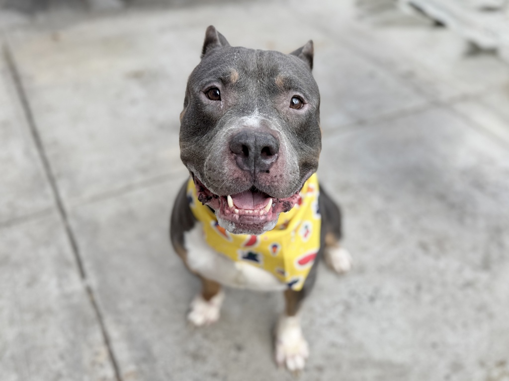 Shelter Stray Male Dog last seen Near Longwood Avenue, BRONX, NY, 10459, New York, NY 10029
