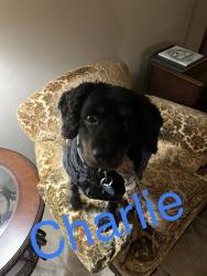Reunited Male Dog last seen Stockdale and Montclair , Bakersfield, CA 93309