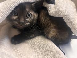 Shelter Stray Female Cat last seen Near Stetson Place, Oceanside, CA, 92057, Oceanside, CA 92058