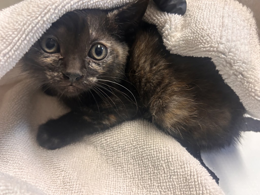 Shelter Stray Female Cat last seen Near Stetson Place, Oceanside, CA, 92057, Oceanside, CA 92058