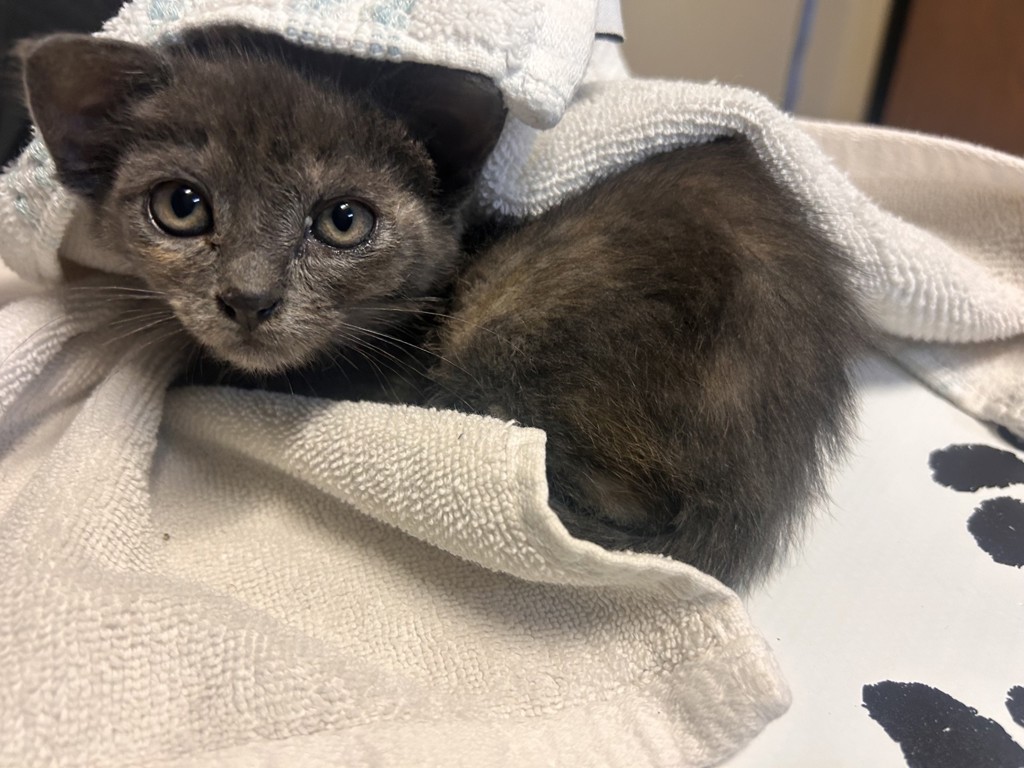 Shelter Stray Female Cat last seen Near Stetson Place, Oceanside, CA, 92057, Oceanside, CA 92058