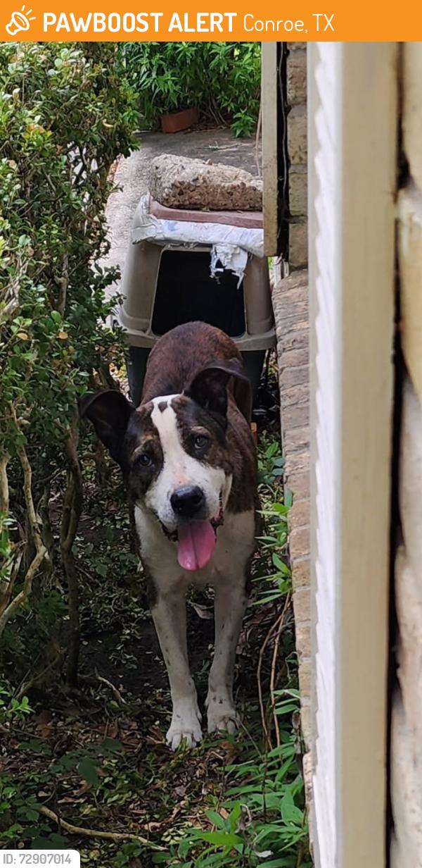 Found/Stray Male Dog last seen Southmore, Conroe, TX 77301
