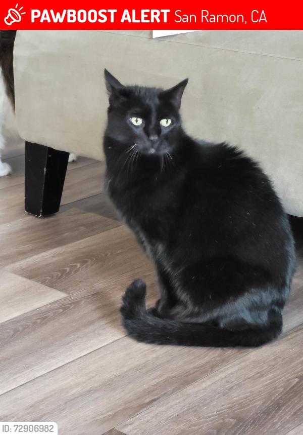 Lost Male Cat last seen Castleton Court and Cuenca Drive, San Ramon, CA 94583