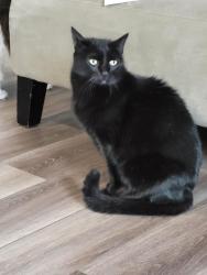 Lost Male Cat last seen Castleton Court and Cuenca Drive, San Ramon, CA 94583