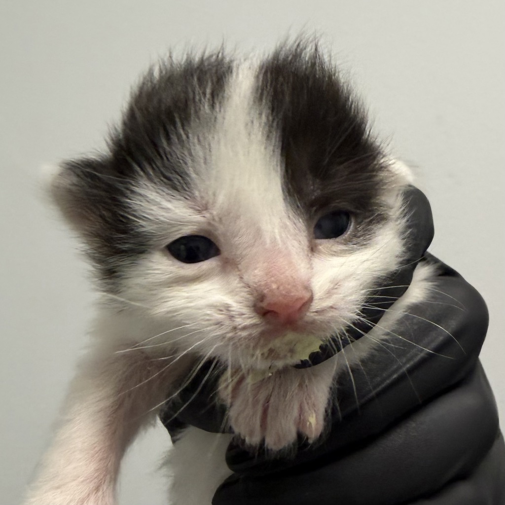 Shelter Stray Male Cat last seen Near 47th Street, San Diego, CA, 92105, San Diego, CA 92110