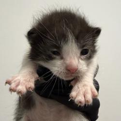 Shelter Stray Male Cat last seen Near 47th Street, San Diego, CA, 92105, San Diego, CA 92110