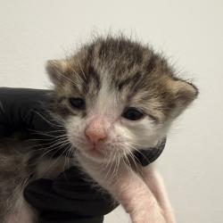 Shelter Stray Male Cat last seen Near 47th Street, San Diego, CA, 92105, San Diego, CA 92110
