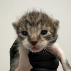 Shelter Stray Female Cat last seen Near 47th Street, San Diego, CA, 92105, San Diego, CA 92110