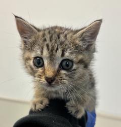 Shelter Stray Female Cat last seen Near Beta Street, San Diego, CA, 92113, San Diego, CA 92110