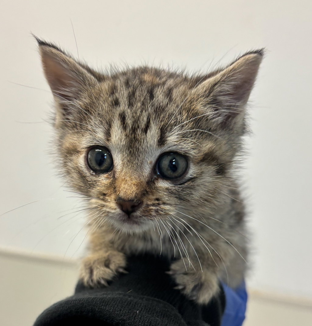 Shelter Stray Female Cat last seen Near Beta Street, San Diego, CA, 92113, San Diego, CA 92110