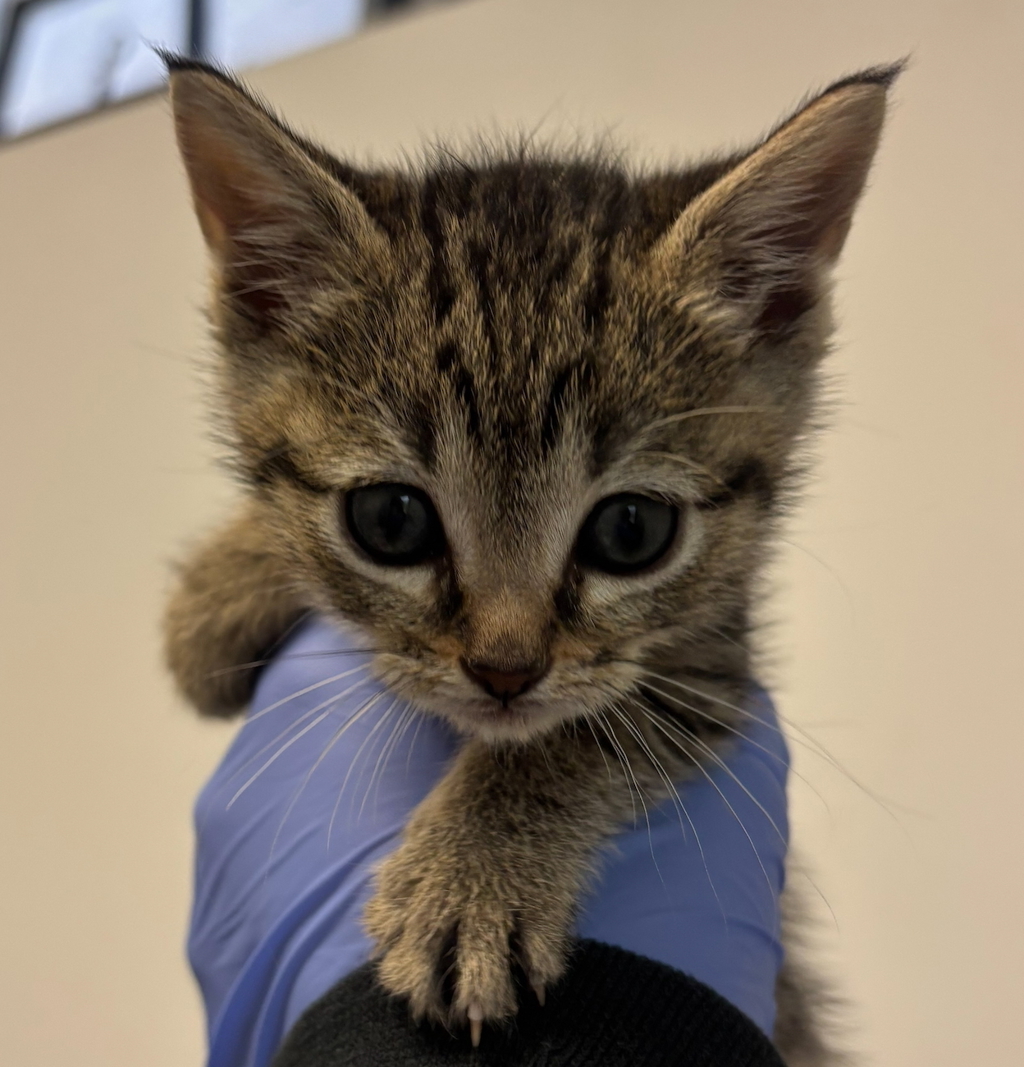 Shelter Stray Female Cat last seen Near Beta Street, San Diego, CA, 92113, San Diego, CA 92110