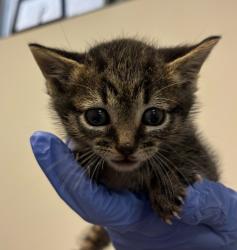 Shelter Stray Female Cat last seen Near Beta Street, San Diego, CA, 92113, San Diego, CA 92110