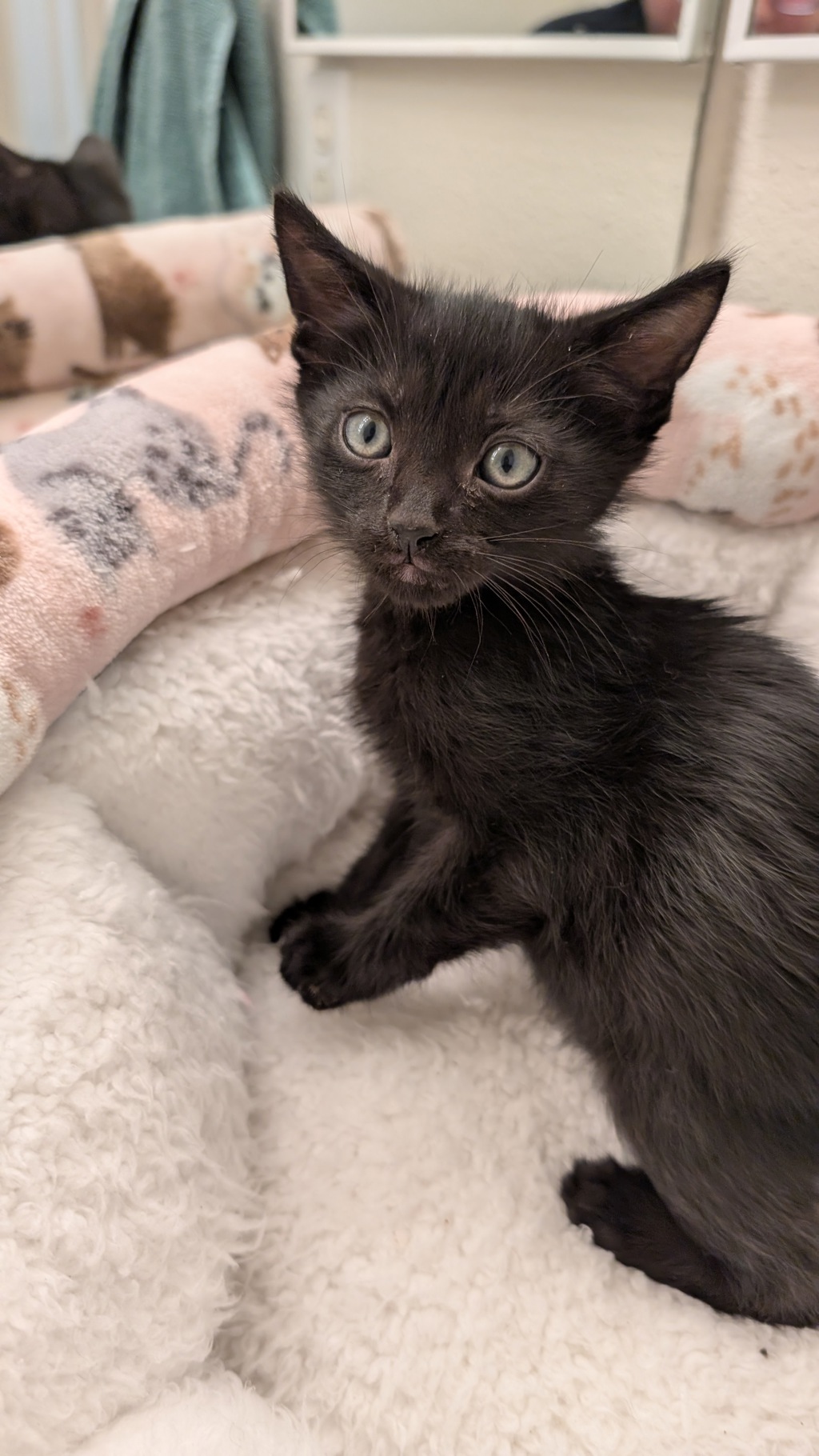 Shelter Stray Female Cat last seen Near 20th Street, San Diego, CA, 92102, San Diego, CA 92110