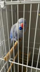 Lost Female Bird last seen Rose ave and Hylan blvd, Staten Island, NY 10306