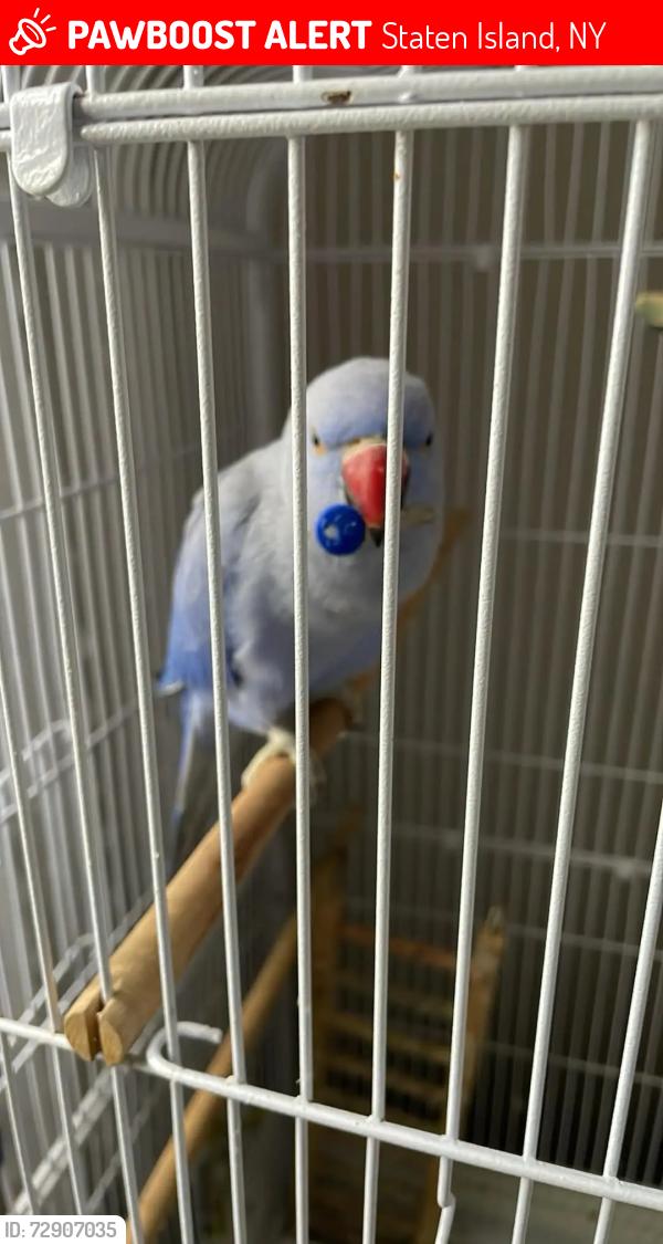Lost Female Bird last seen Rose ave and Hylan blvd, Staten Island, NY 10306