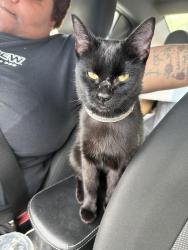 Found/Stray Female Cat last seen Near W 57th Ave Merrillville, IN  46410 United States, Merrillville, IN 46410