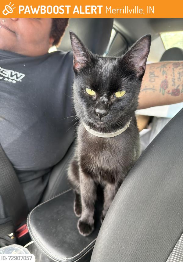 Found/Stray Female Cat last seen Near W 57th Ave Merrillville, IN  46410 United States, Merrillville, IN 46410