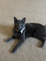 Lost Male Cat last seen Near Block Vista near Rowland Ave, Philadelphia, PA 19136