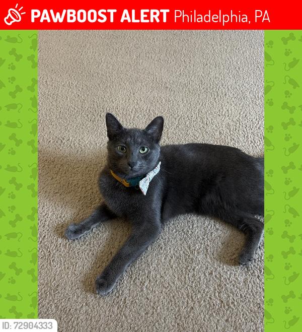 Lost Male Cat last seen Near Block Vista near Rowland Ave, Philadelphia, PA 19136