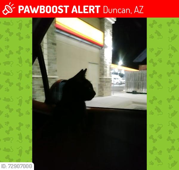 Lost Female Cat last seen Chaparral Motel, 500 SE Old West Hwy, Duncan, AZ, Duncan, AZ 85534