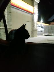 Lost Female Cat last seen Chaparral Motel, 500 SE Old West Hwy, Duncan, AZ, Duncan, AZ 85534