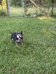 Reunited Male Dog last seen Emerald Oaks Trl NE, Rome, GA 30165, USA, Rome, GA 30165