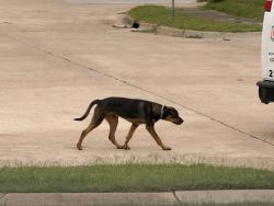 Found/Stray Male Dog last seen Eugene Field Neighborhood - W. 20th and Maybell Ave. - , Tulsa, OK 74107
