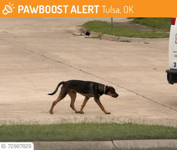 Found/Stray Male Dog last seen Eugene Field Neighborhood - W. 20th and Maybell Ave. - , Tulsa, OK 74107