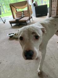 Reunited Unknown Dog last seen ests of Legends Ranch , Montgomery County, TX 77386