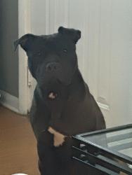 Lost Female Dog last seen Raleigh and arizona, Denver, CO 80219