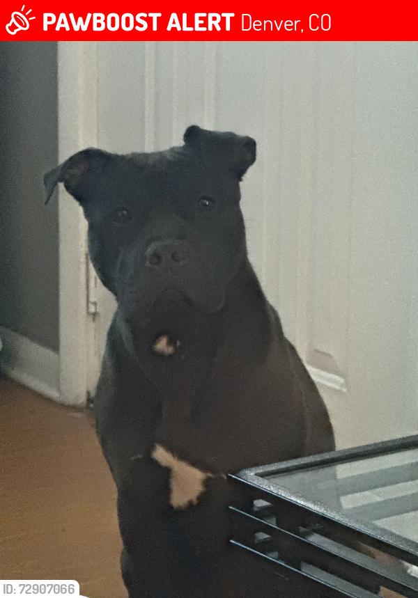 Lost Female Dog last seen Raleigh and arizona, Denver, CO 80219