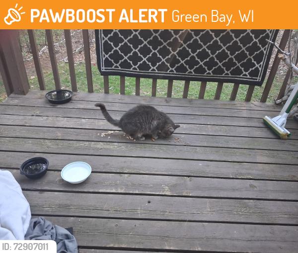 Found/Stray Unknown Cat last seen Hazlewood / Lombardi , Green Bay, WI 54304