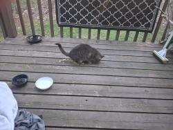 Found/Stray Unknown Cat last seen Hazlewood / Lombardi , Green Bay, WI 54304