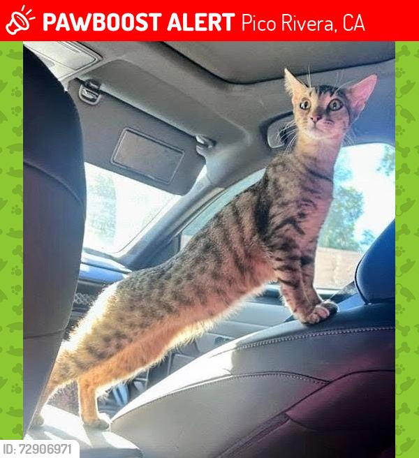 Lost Female Cat last seen Telegraph Rd and Passons Blvd, Pico Rivera, CA 90660
