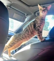 Lost Female Cat last seen Telegraph Rd and Passons Blvd, Pico Rivera, CA 90660
