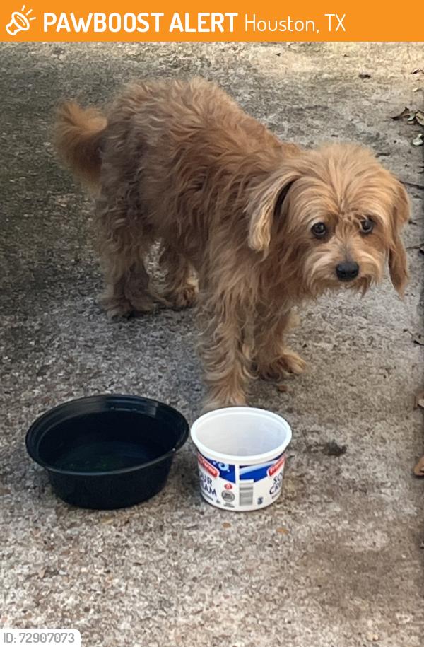 Found/Stray Unknown Dog last seen Firebrick and Cornwall Bridge LN, Houston, TX 77041